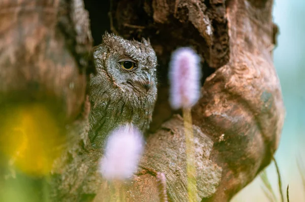 Редкий Евразийский Сова Scops Otus Scops Выглядывающий Отверстия Стволе Дерева — стоковое фото