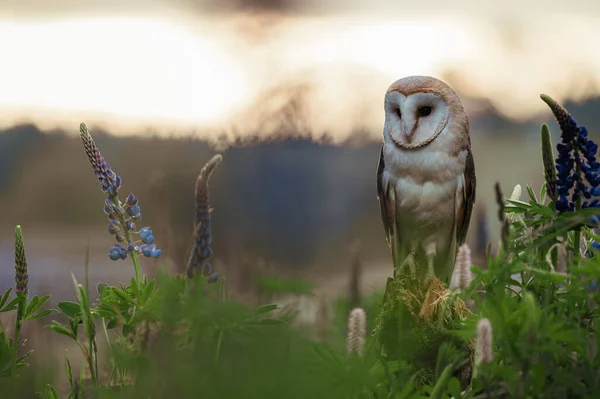 Sova Stodola Tato Alba Louce Při Východu Slunce Sedí Klacku — Stock fotografie