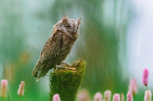 Çok ender rastlanan Avrasyalı Yaralı Baykuş (Otus scops) çiçek açan bir çayırdaki ağaç gövdesinde oturuyor. Güzel yeşil bokeh, sığ alan derinliği.