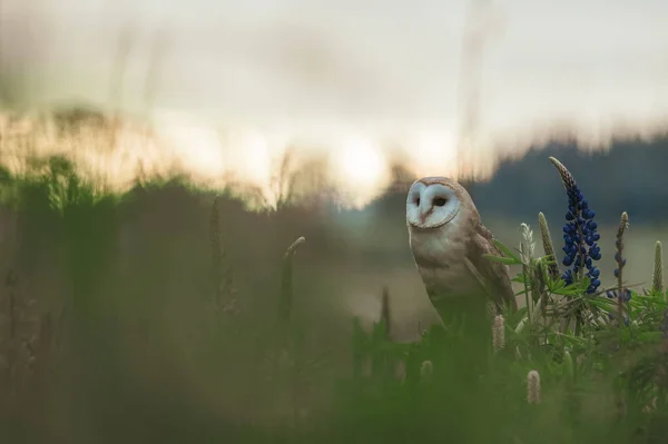 Barn Owl Albums Meadow Sunrise Sitting Stick Grass Blue Flowers — Stock Photo, Image