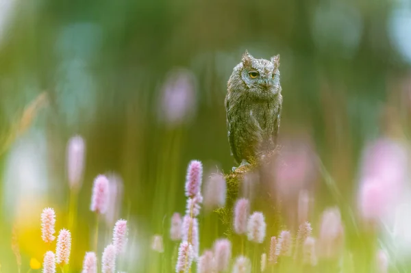 Ένα Πολύ Σπάνιο Ευρασιατικό Scoops Owl Otus Scops Κάθεται Ένα — Φωτογραφία Αρχείου