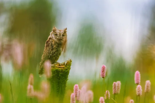 유라시아 올빼미 Otus Scops 초원의 줄기에 아름다운 녹색보케 깊이의 — 스톡 사진