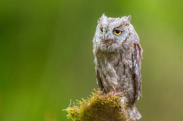 Πολύ Σπάνιο Ευρασιατικό Scoops Owl Otus Scops Κάθεται Ένα Κορμό — Φωτογραφία Αρχείου