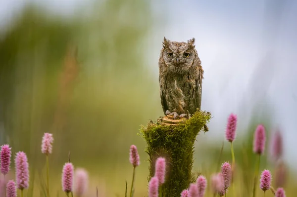 Редкая Евразийская Сова Otus Scops Сидящая Стволе Дерева Цветущем Лугу — стоковое фото