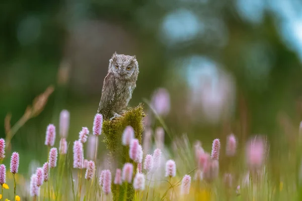 Редкая Евразийская Сова Otus Scops Сидящая Стволе Дерева Цветущем Лугу — стоковое фото