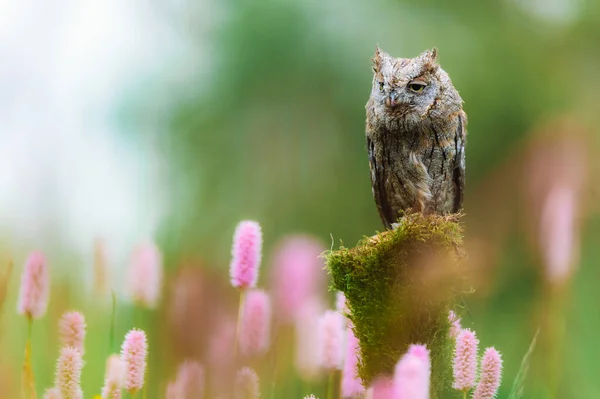 Редкая Евразийская Сова Otus Scops Сидящая Стволе Дерева Цветущем Лугу — стоковое фото