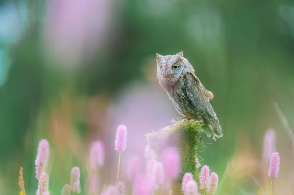 Редкая Евразийская Сова Otus Scops Сидящая Стволе Дерева Цветущем Лугу — стоковое фото