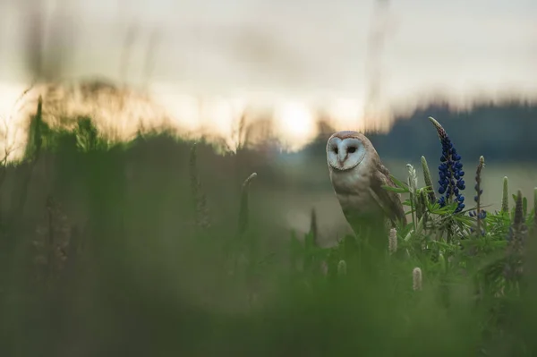 Ahırdaki Baykuş Albümler Gün Doğumunda Bir Çayırda Mavi Çiçeklerin Arasında — Stok fotoğraf