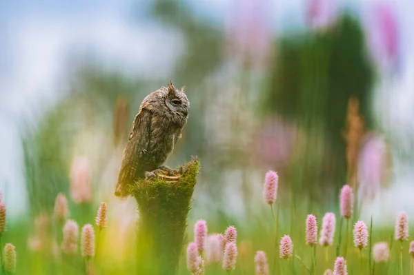 Uma Coruja Eurasiática Muito Rara Otus Scops Sentada Tronco Árvore — Fotografia de Stock