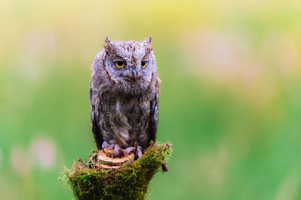 Çok ender rastlanan Avrasyalı Yaralı Baykuş (Otus scops) çiçek açan bir çayırdaki ağaç gövdesinde oturuyor. Güzel yeşil bokeh, sığ alan derinliği.
