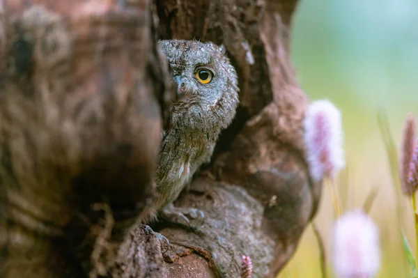 Редкий Евразийский Сова Scops Otus Scops Выглядывающий Отверстия Стволе Дерева — стоковое фото