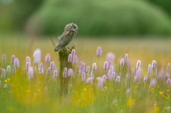 Uma Coruja Eurasiática Muito Rara Otus Scops Sentada Tronco Árvore — Fotografia de Stock