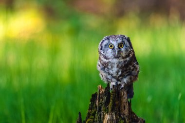 Boreal baykuş veya Tengmalm baykuşu (Aegolius funereus), bu kuşun ormanda bir tünekte otururken portresi. Arka plan güzel renkli, bulanık, güzel bokeh.