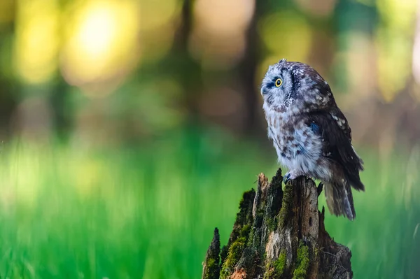 Boreální Sova Neboli Tengmalmova Sova Aegolius Funereus Postranní Pohled Tohoto — Stock fotografie