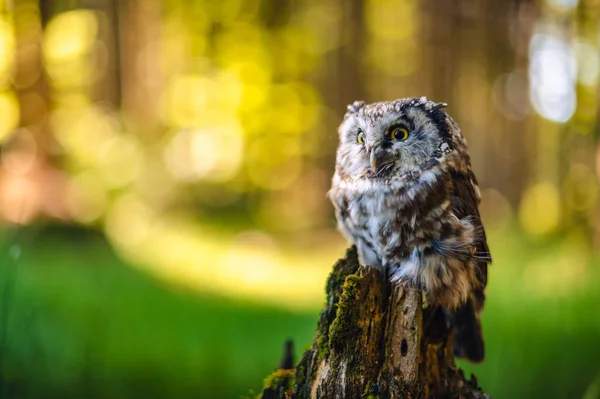 Coruja Boreal Coruja Tengmalm Aegolius Funereus Retrato Deste Pássaro Sentado — Fotografia de Stock