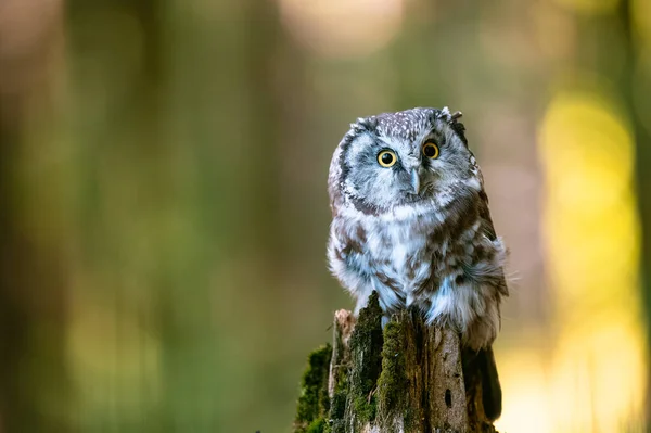 Boreal baykuş veya Tengmalm baykuşu (Aegolius funereus), bu kuşun ormanda bir tünekte otururken portresi. Arka plan güzel renkli, bulanık, güzel bokeh.