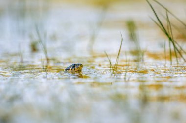 Suda yüzen çim yılanı (Natrix natrix), su yüzeyinde yüzen ve avlanan.