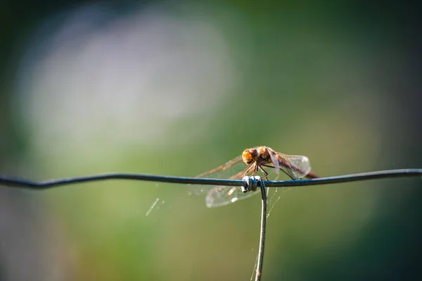 Маленькая Миленькая Стрекоза Обыкновенная Стрекоза Sympetrum Striolatum Сидящая Ветке Листом — стоковое фото