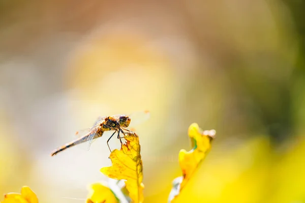 Kleine Süße Libelle Die Gemeine Darter Sympetrum Striolatum Die Auf — Stockfoto