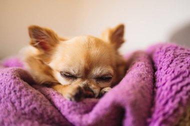 Mor bir battaniyenin üzerinde uyuyan küçük şirin bir chihuahua. Ön görünüm.