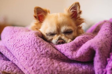 Mor bir battaniyenin üzerinde uyuyan küçük şirin bir chihuahua. Ön görünüm.