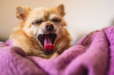 Küçük şirin chihuahua mor bir battaniyenin üzerinde esniyor. Ön görünüm.