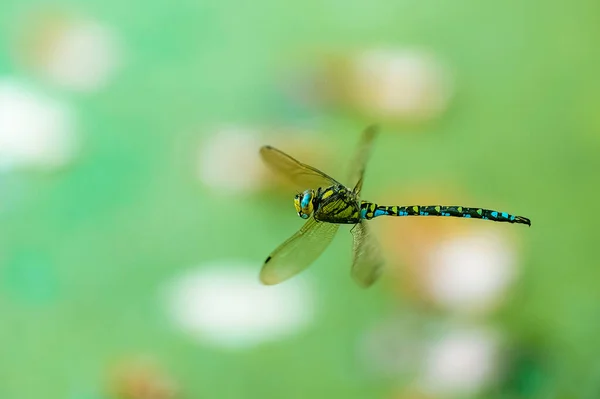 Falcão Sul Aeshna Cyanea Voando Sobre Uma Lagoa Libélula Apanhada — Fotografia de Stock