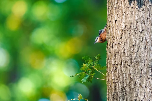 Avrasya tımarhanesi (Sitta europaea) bir ağaç gövdesine tırmanıp etrafa bakıyor. Daireli güzel doğal bir bokeh..