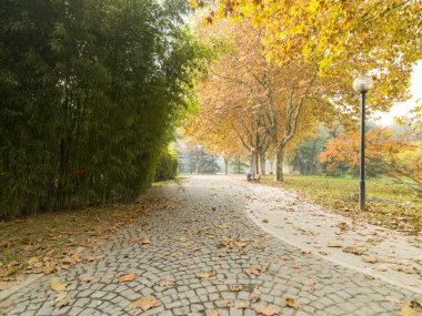 Güzel park ağaç ve yaprak Sonbahar sezonu