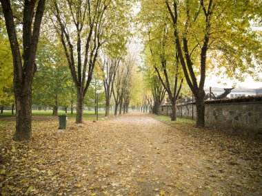 Güzel ağaçlar ve yaprakları sonbahar sezonu güzel park