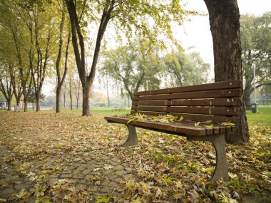 Güzel ağaçlar ve yaprakları sonbahar sezonu güzel park