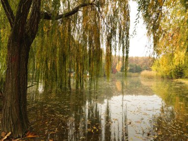 Güzel ağaçlar ve yaprakları sonbahar sezonu güzel park