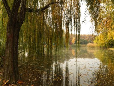 Güzel ağaçlar ve yaprakları sonbahar sezonu güzel park