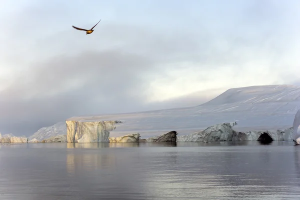 Bird flying on the glaciers at arctic ocean in ilulissat icefjord, Greenland — Stock Photo, Image