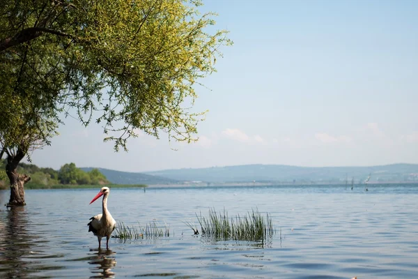 Bela paisagem da natureza — Fotografia de Stock