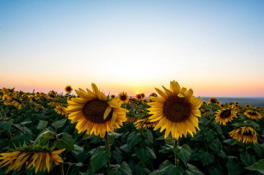 Gün batımında ayçiçeği manzarası