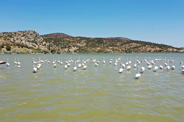 Pemandangan Udara Flamingos Danau Bafa Turki — Stok Foto