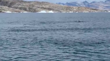 Görkemli bir balina Grönland 'ın soğuk ve berrak sularında yüzer. Uzak bir kutup ortamında yakalanan bu görüntüler, buzlu denizlerle çevrili doğal ortamındaki deniz yaban hayatının güzelliğini vurguluyor.