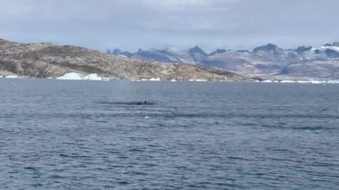 Grönland 'ın buzlu sularında yüzeye çıkan balina