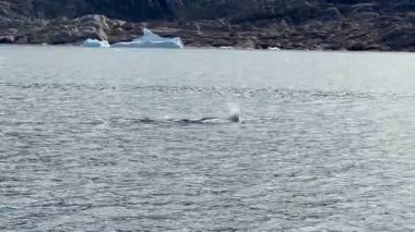 Görkemli bir balina Grönland 'ın soğuk ve berrak sularında yüzer. Uzak bir kutup ortamında yakalanan bu görüntüler doğal ortamındaki deniz yaban hayatının güzelliğini vurguluyor.