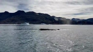 Görkemli bir balina Grönland 'ın soğuk ve berrak sularında yüzer. Uzak bir kutup ortamında yakalanan bu görüntüler doğal ortamındaki deniz yaban hayatının güzelliğini vurguluyor.