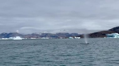 Görkemli bir balina Grönland 'ın soğuk ve berrak sularında yüzer. Uzak bir kutup ortamında yakalanan bu görüntüler, buzlu denizlerle çevrili doğal ortamındaki deniz yaban hayatının güzelliğini vurguluyor.