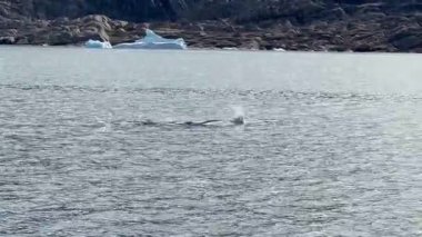 Görkemli bir balina Grönland 'ın soğuk ve berrak sularında yüzer. Uzak bir kutup ortamında yakalanan bu görüntüler, buzlu denizlerle çevrili doğal ortamındaki deniz yaban hayatının güzelliğini vurguluyor.