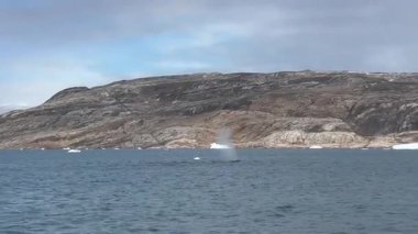 Arktik Buzullar ve Kambur Balinalar Grönland 'daki buzlu sularda.