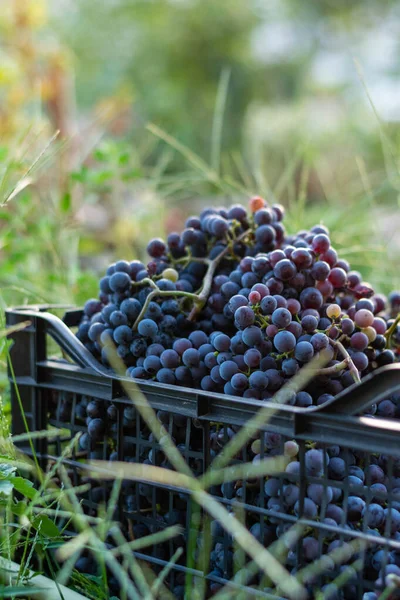 Cosechando Uvas Negras Concepto Cosecha Viticultura Ingredientes Orgánicos Saludables — Foto de Stock