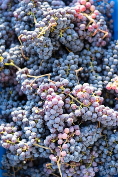 Oogsten Van Zwarte Druiven Oogstconcept Wijnbouw Gezonde Biologische Ingrediënten — Stockfoto