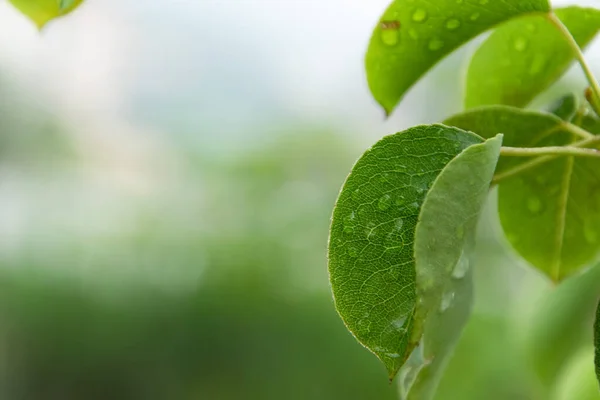 用雨滴封闭梨树的叶子 在雨天放眼望去 — 图库照片