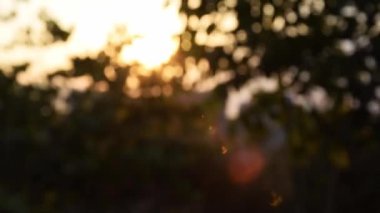 Gün batımı ışığı bokeh görüntüsü. Odaklanmamış altın arkaplan