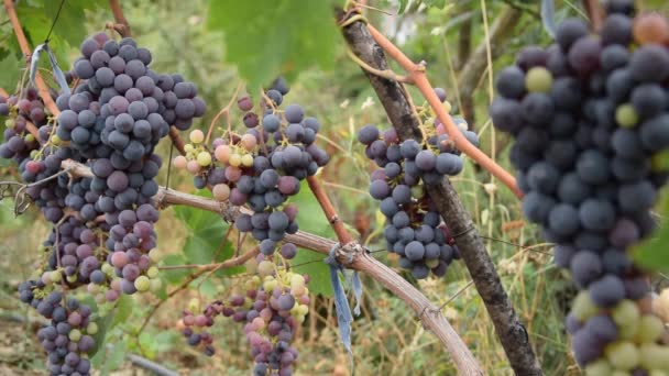 Schwarzer Traubenstrauß Hof Erntekonzept Weinbau Gesunde Biologische Zutaten — Stockvideo