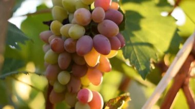 Bahçede üzüm demeti, hasat konsepti, ziraat, sağlıklı organik malzemeler.